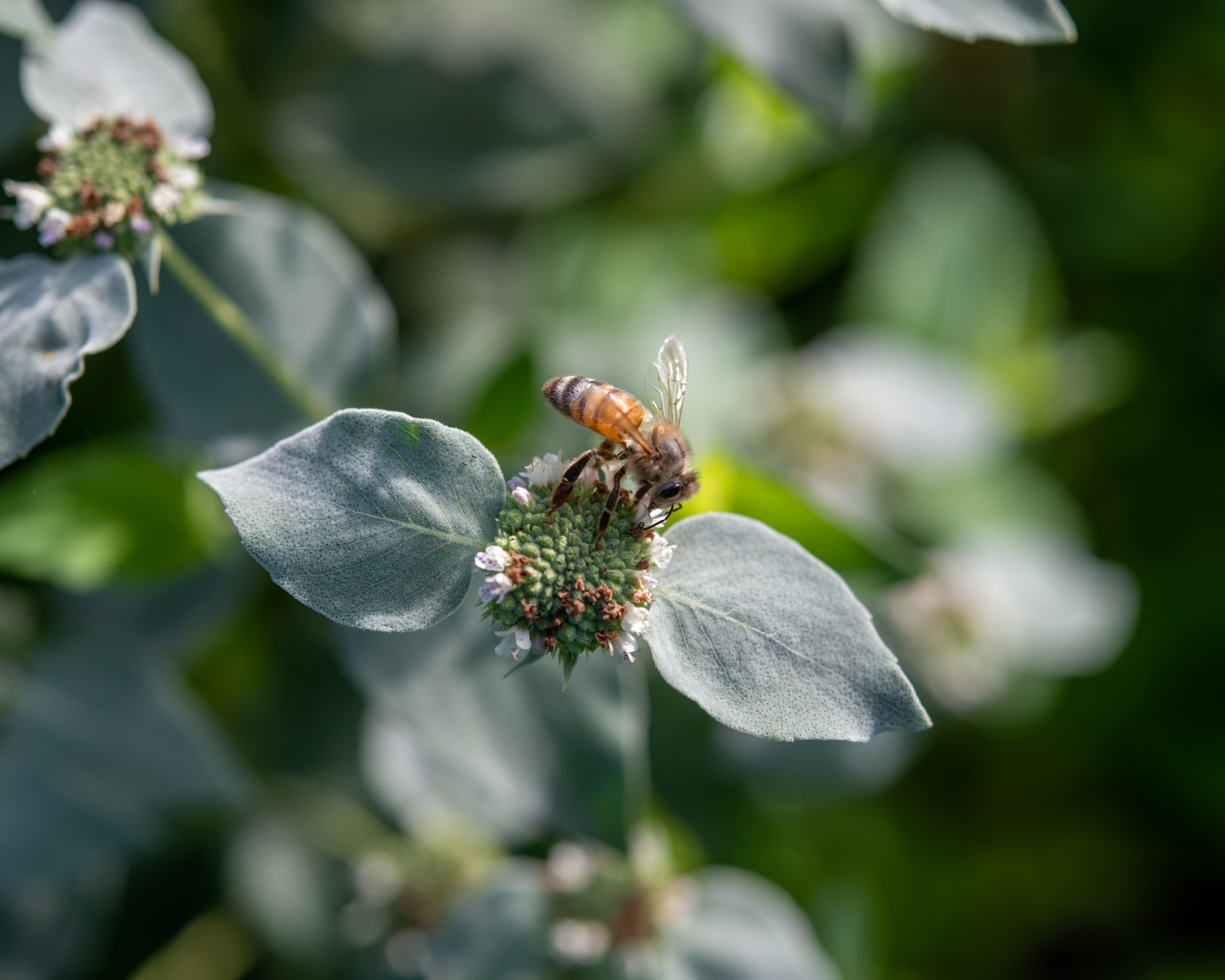 Honey bee on a Mountain Mint plant