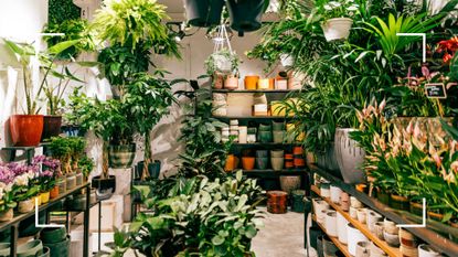  Picture of a plant shop with various plants and ceramic pots