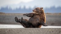 Alaskan brown bear sat down with arm outstretched. 