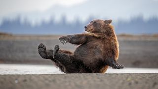 Alaskan brown bear sat down with arm outstretched. 