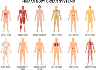 A diagram of the all the body's systems