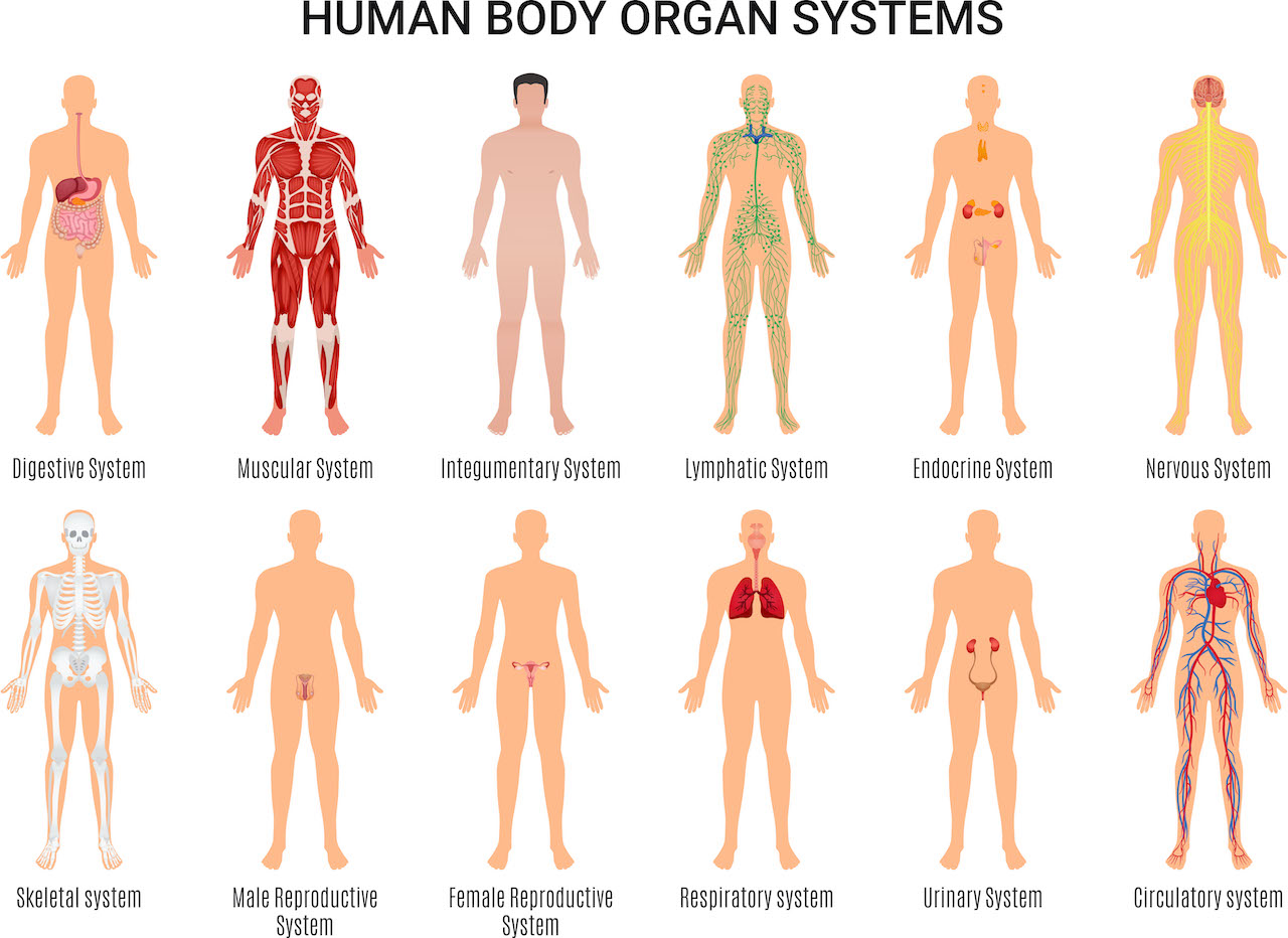 Системы организма человека