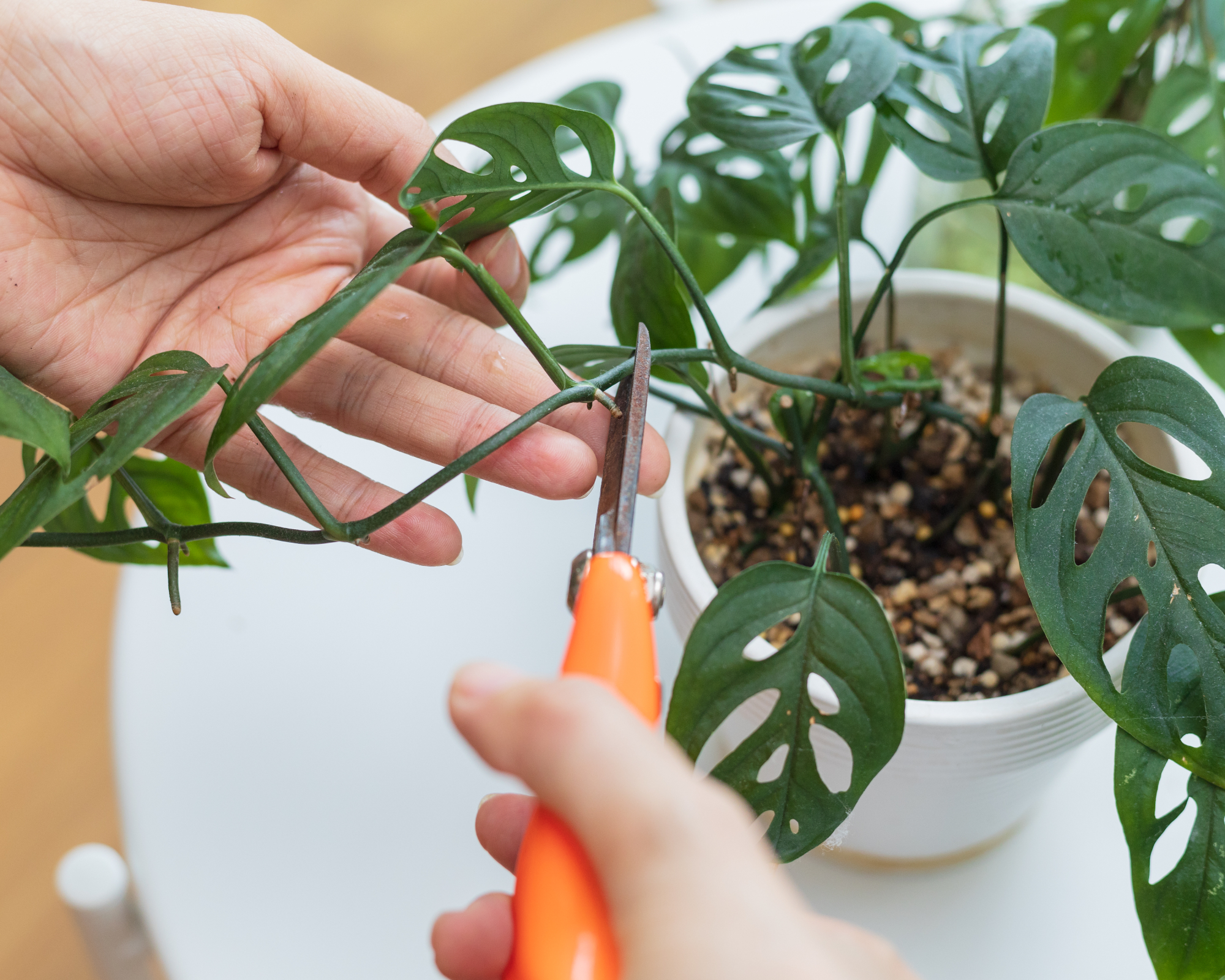 hands cutting a stem on a monstera plant