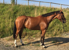 horses for sale in the south west