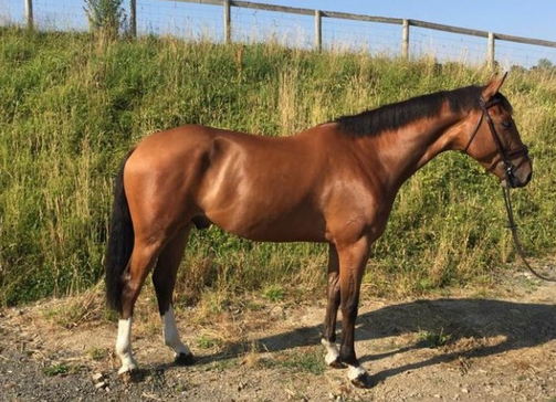 horses for sale in the south west