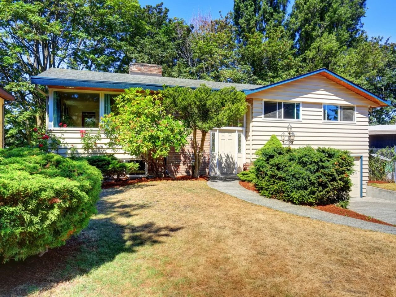 A brown front lawn and shrubs in front of a house