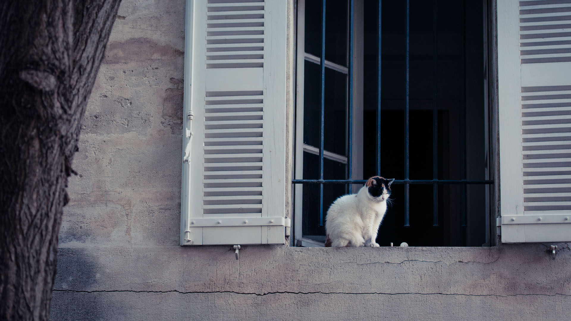 Cat sitting on window sill