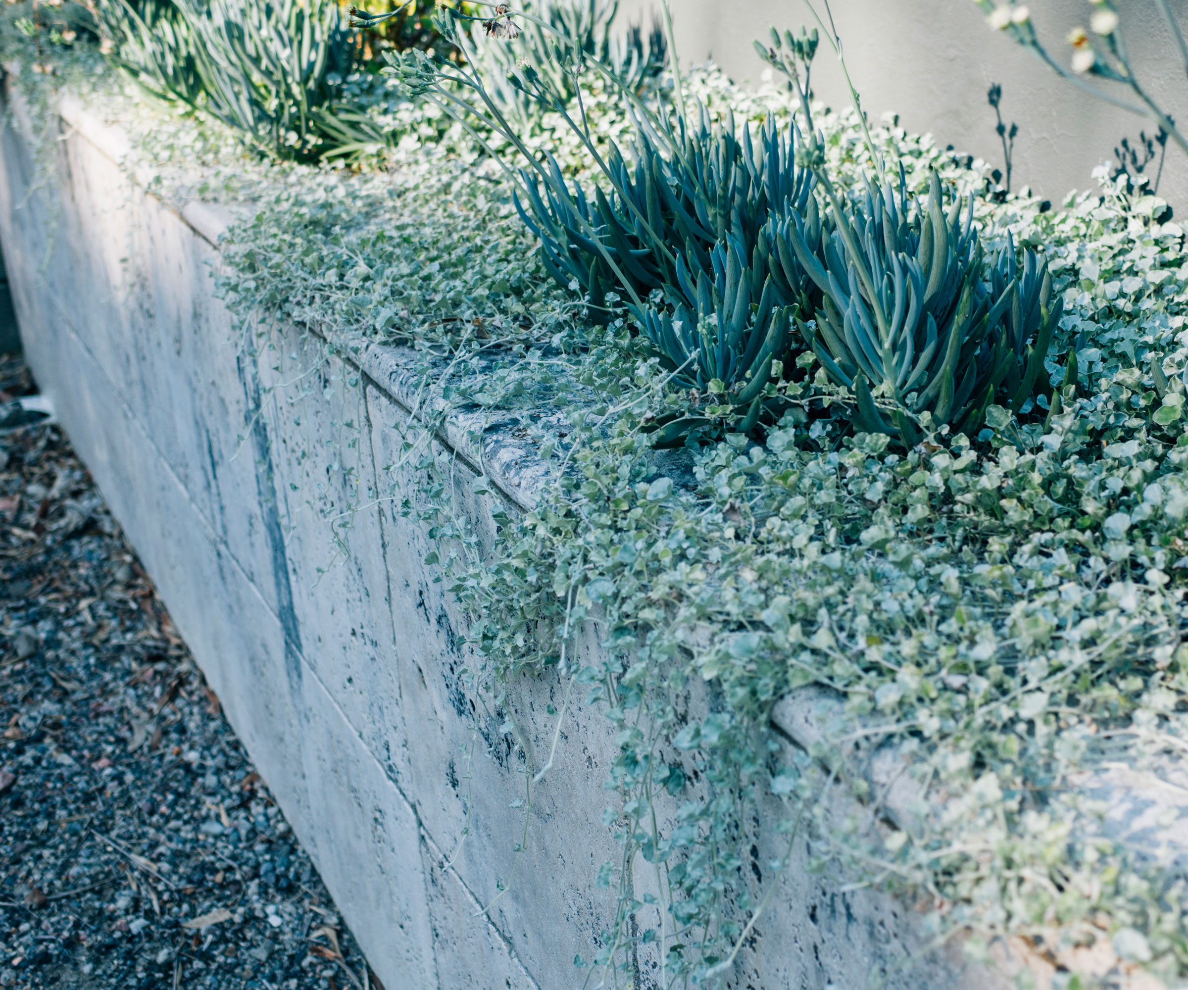 concrete planter with gray and silver succulents such as blue chalk sticks plant