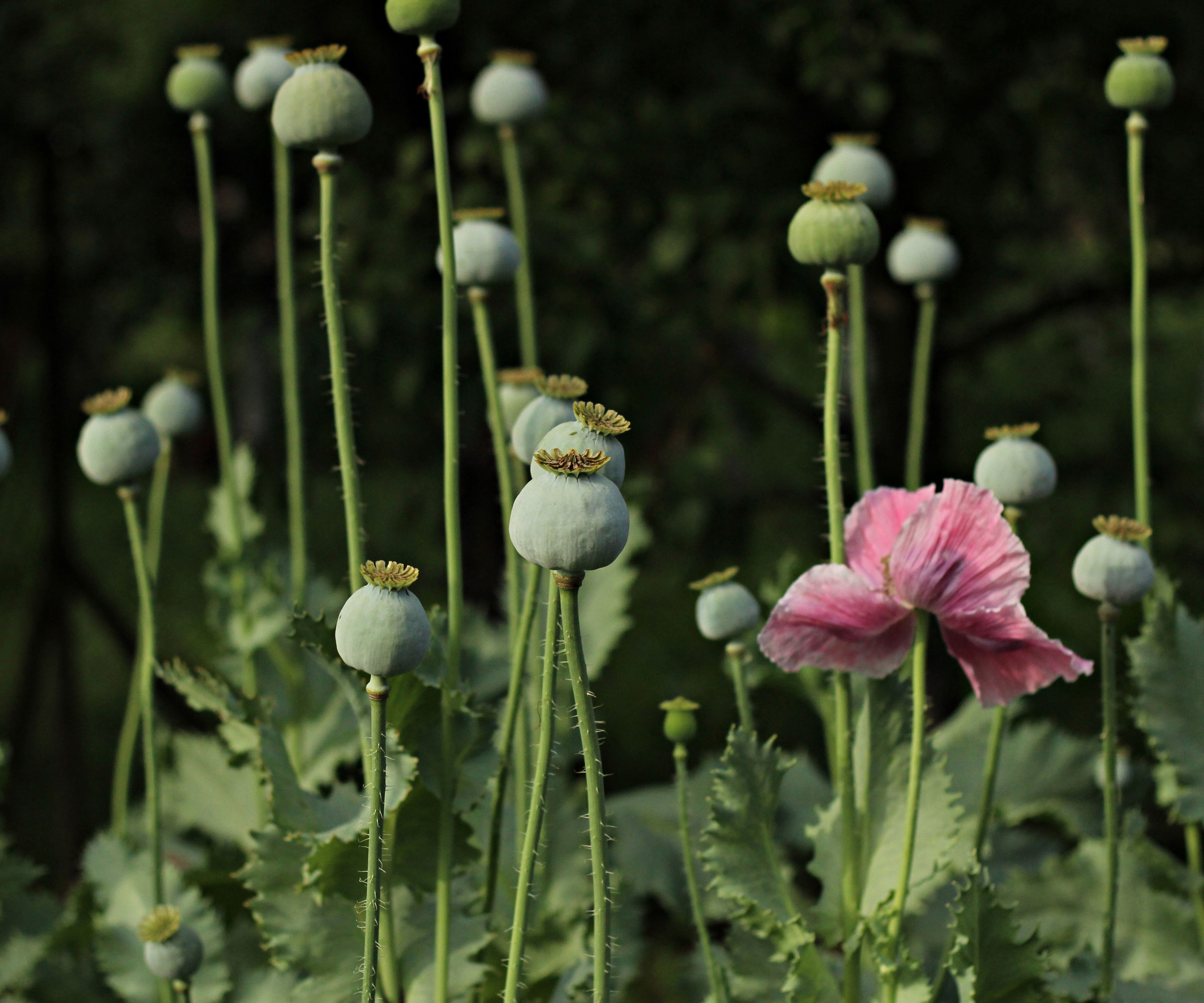 poppy seed heads and pink poppy flower