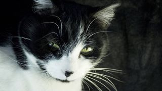 Feline leukemia virus