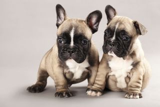 Two cute French bulldog puppies.