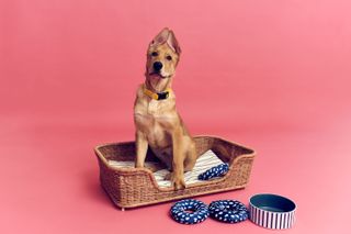 Ikea Utsådd pets collection modelled by a German Shepherd sitting in a rattan basket with toys and a dog bowl on the floor