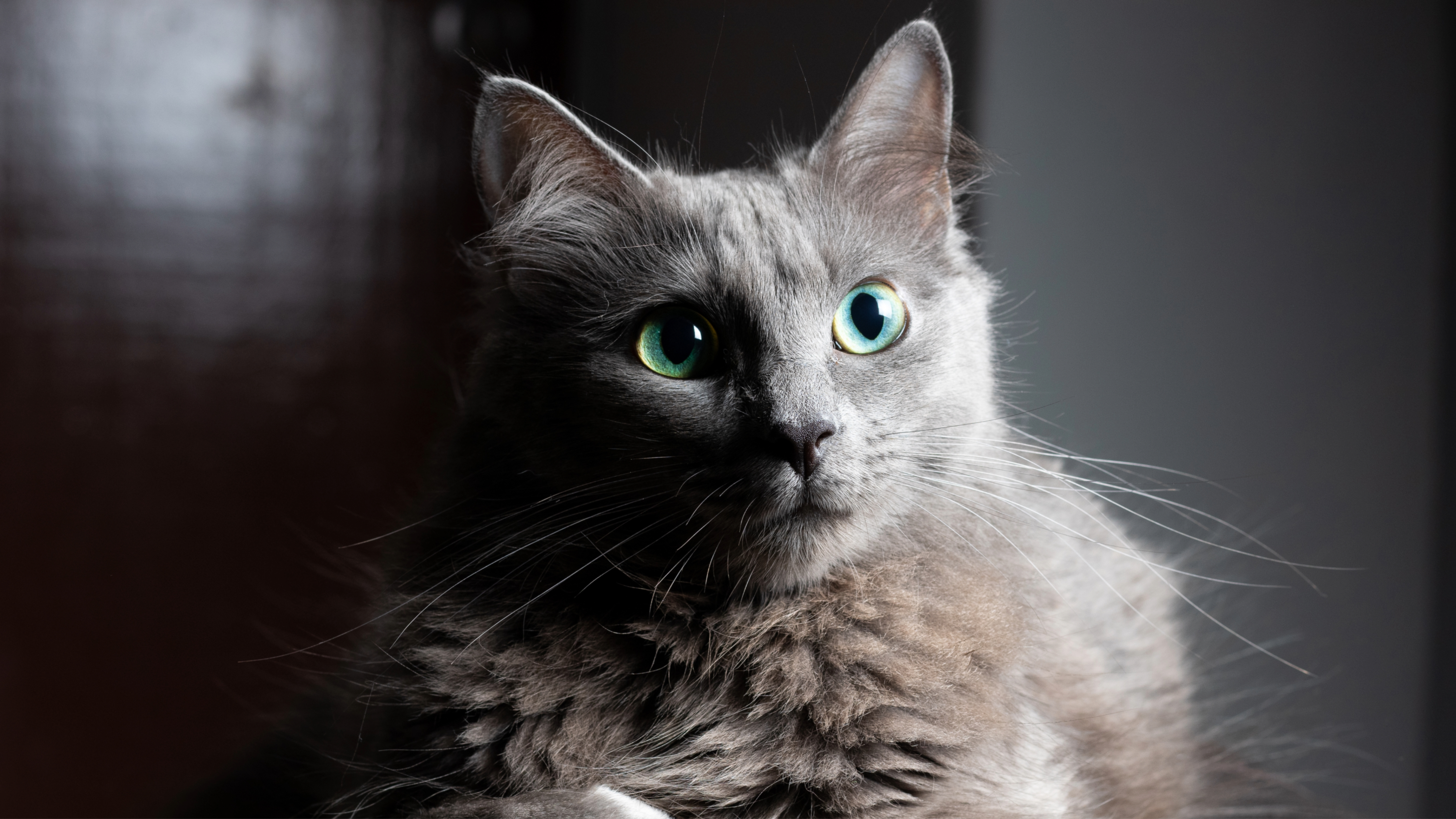 Nebelung