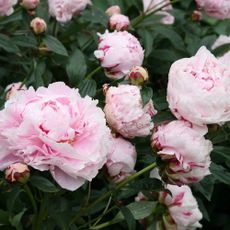 Peonies are the most Instagrammable flower of 2019