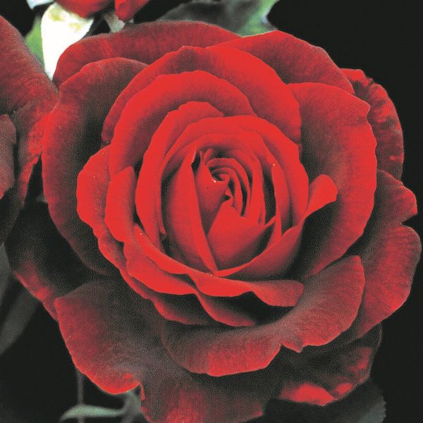 Mister Lincoln Hybrid Tea Rose - #3 Container