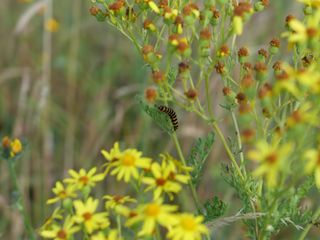 Close up of a caterpillar on a green stem of a flower