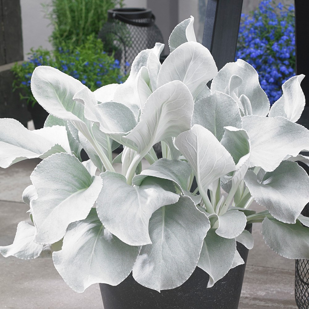 Senecio Candidans Angel Wings ('senaw') (pbr)