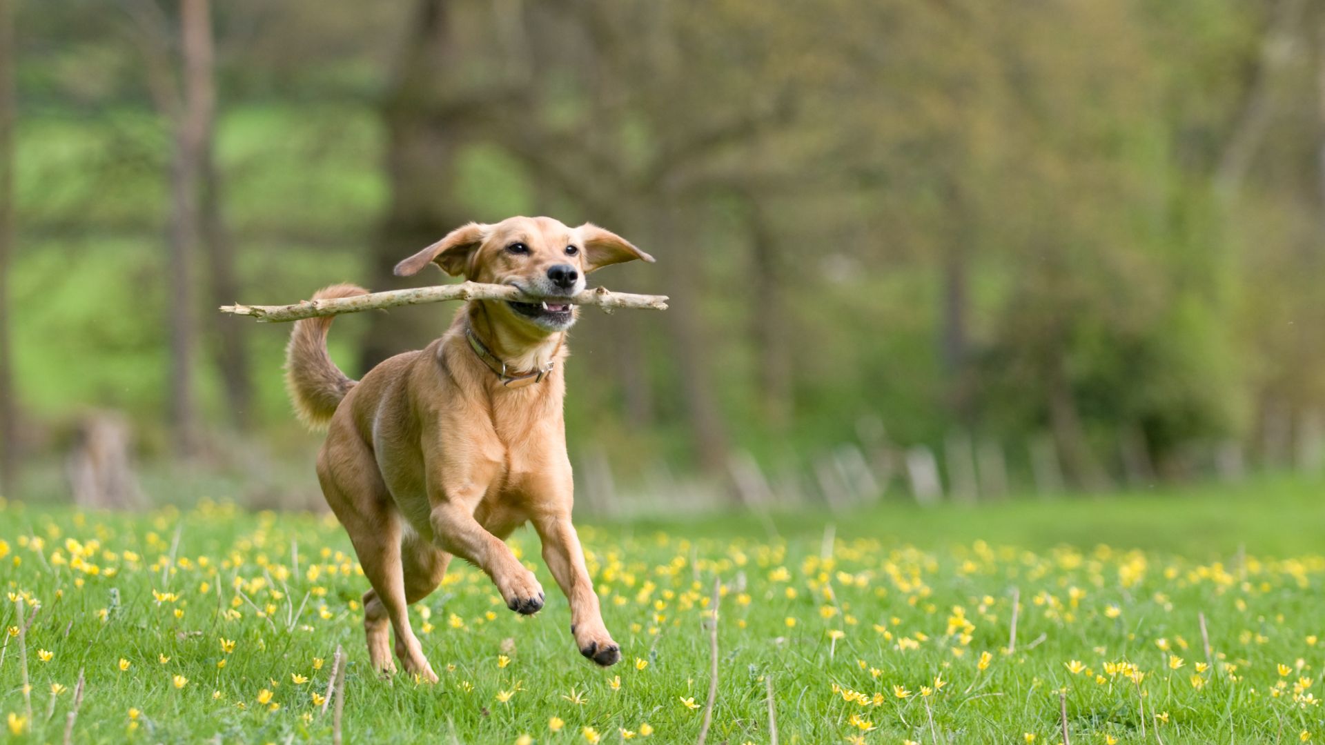 yellow labrador running with a stick