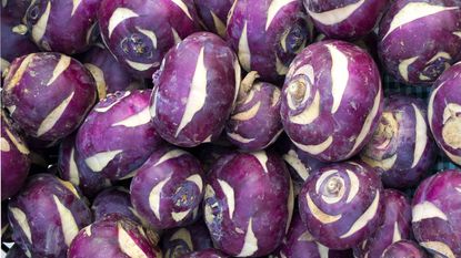 purple kohlrabi harvest