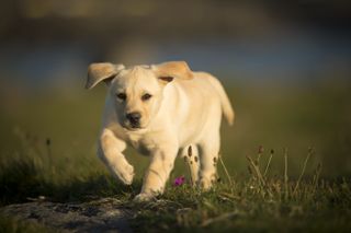 Labrador puppy, walking outdoors, Doolin, Clare, Ireland