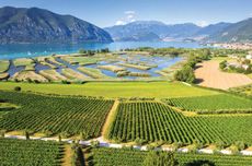 Franciacorta wines
