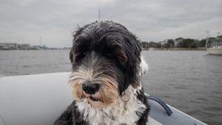 Portuguese water dog sitting at front of boat