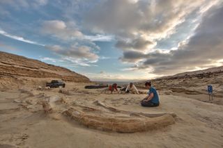 Researchers have discovered dozens of fossilized skeletons of marine animals in what was once an ancient tidal flat in northern Chile.