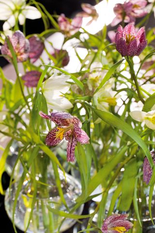 Fritillaria meleagris shade loving plants