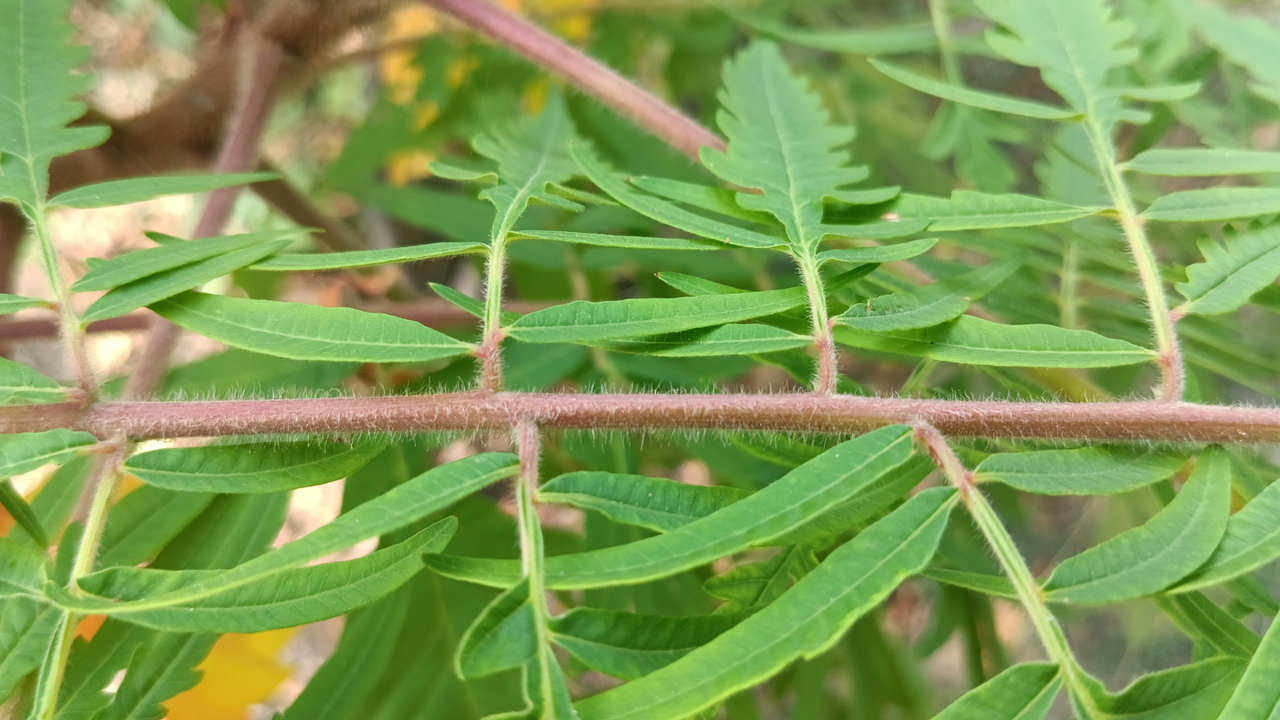 Close-ups with the main camera produce a fairly satisfying bokeh blur.