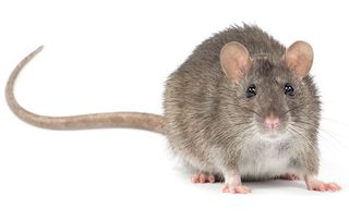 Rat