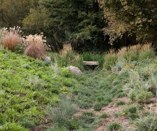 A swale in a Californian garden