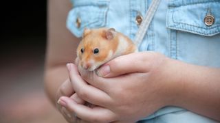 Holding hamster