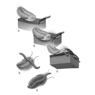 An illustrator's impression of a trilobite attacking a Cambrian worm on a shallow seafloor. 