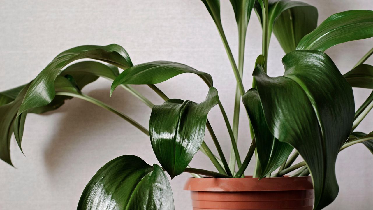 Closeup on a green aspidistra plant growing in a red plastic pot indoors against a white wall in a cropped view