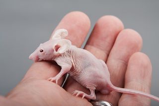 A hairless mouse in someone's hand.