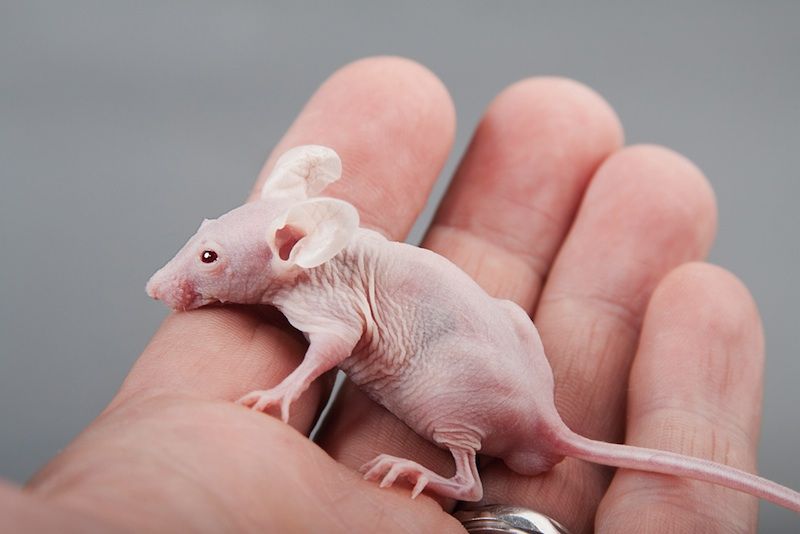 A hairless mouse in someone&#039;s hand.