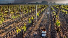 Bordeaux vineyards