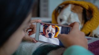 woman taking photo of bulldog wearing a scarf