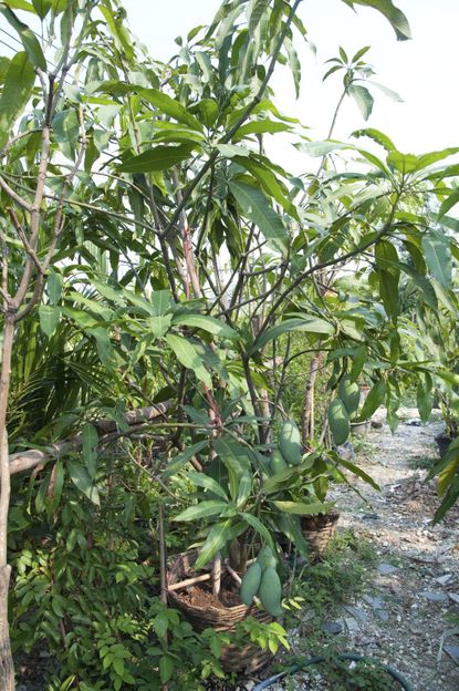 Large Outdoor Mango Tree