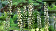 Acanthus, or bear's breeches, with white flower spikes in a sunny garden