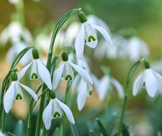 snowdrop flowers in garden border