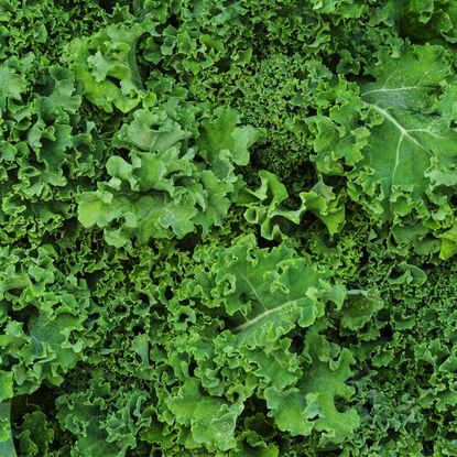 Kale
