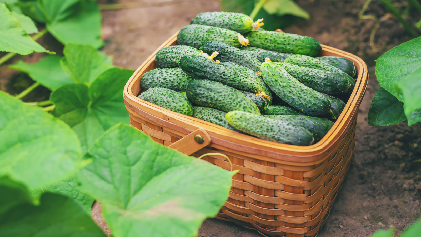 Cucumbers in a basket next to plant