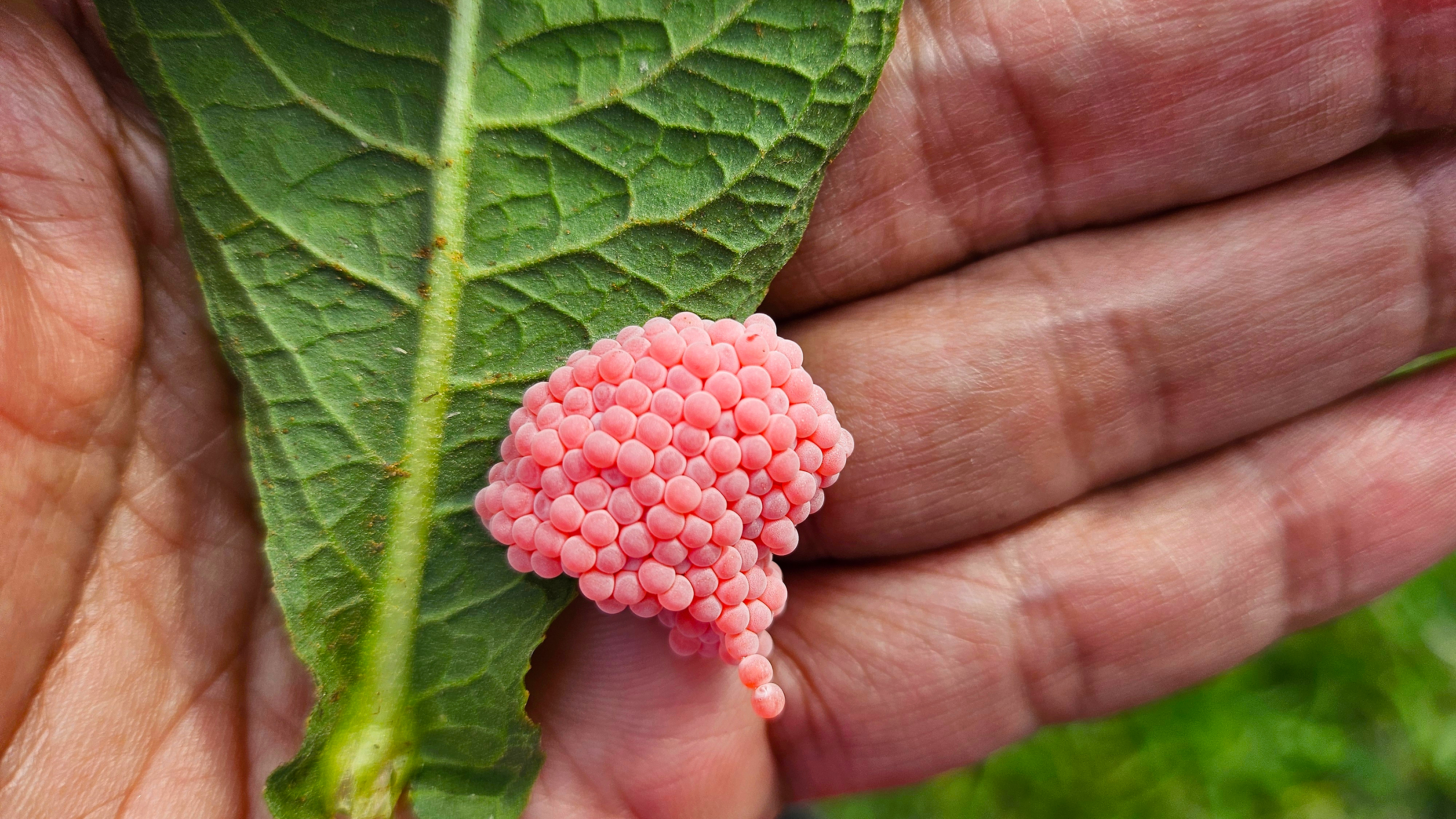 golden apple snail eggs