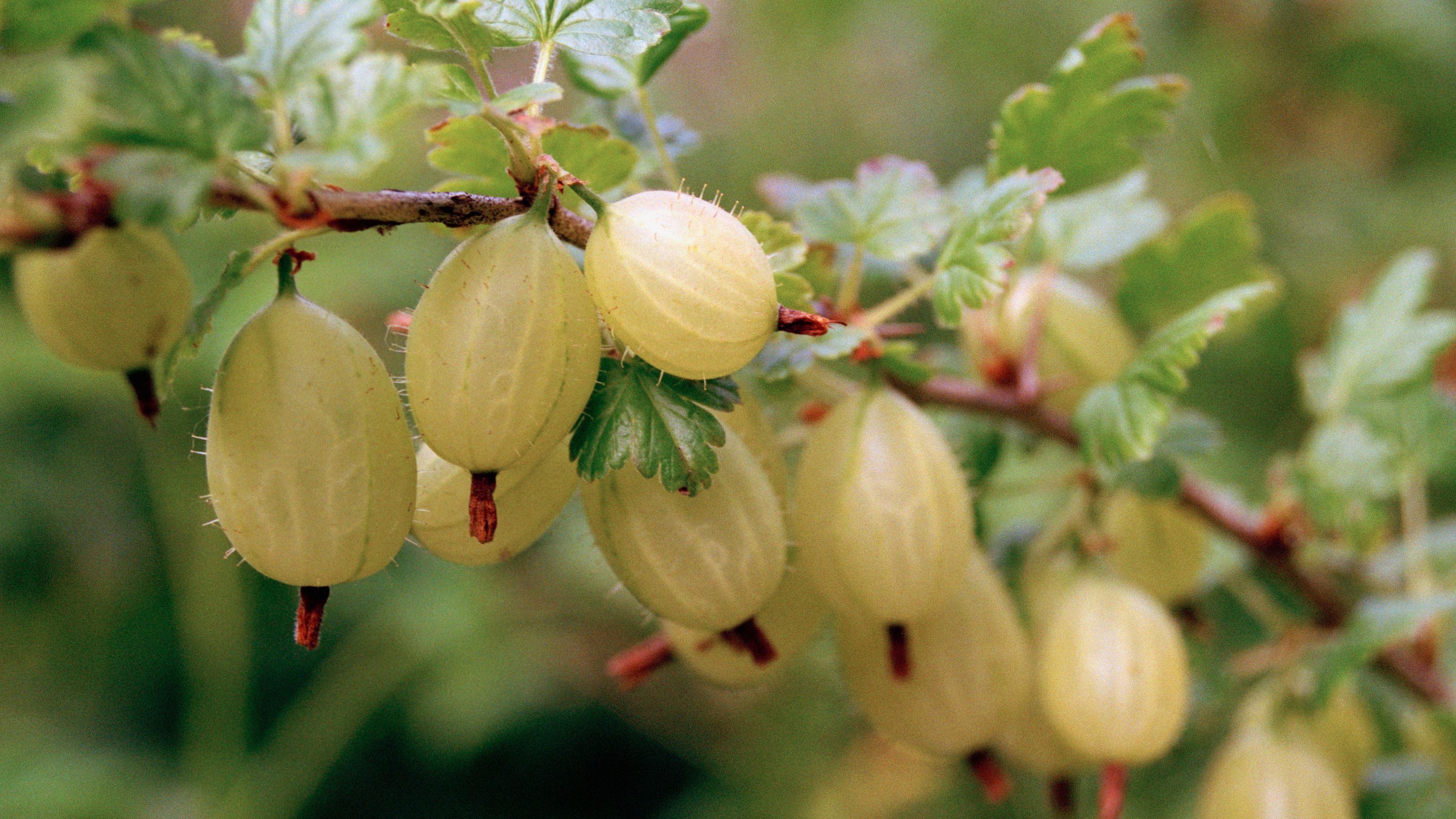 Gooseberries growing on gooseberry bush in garden