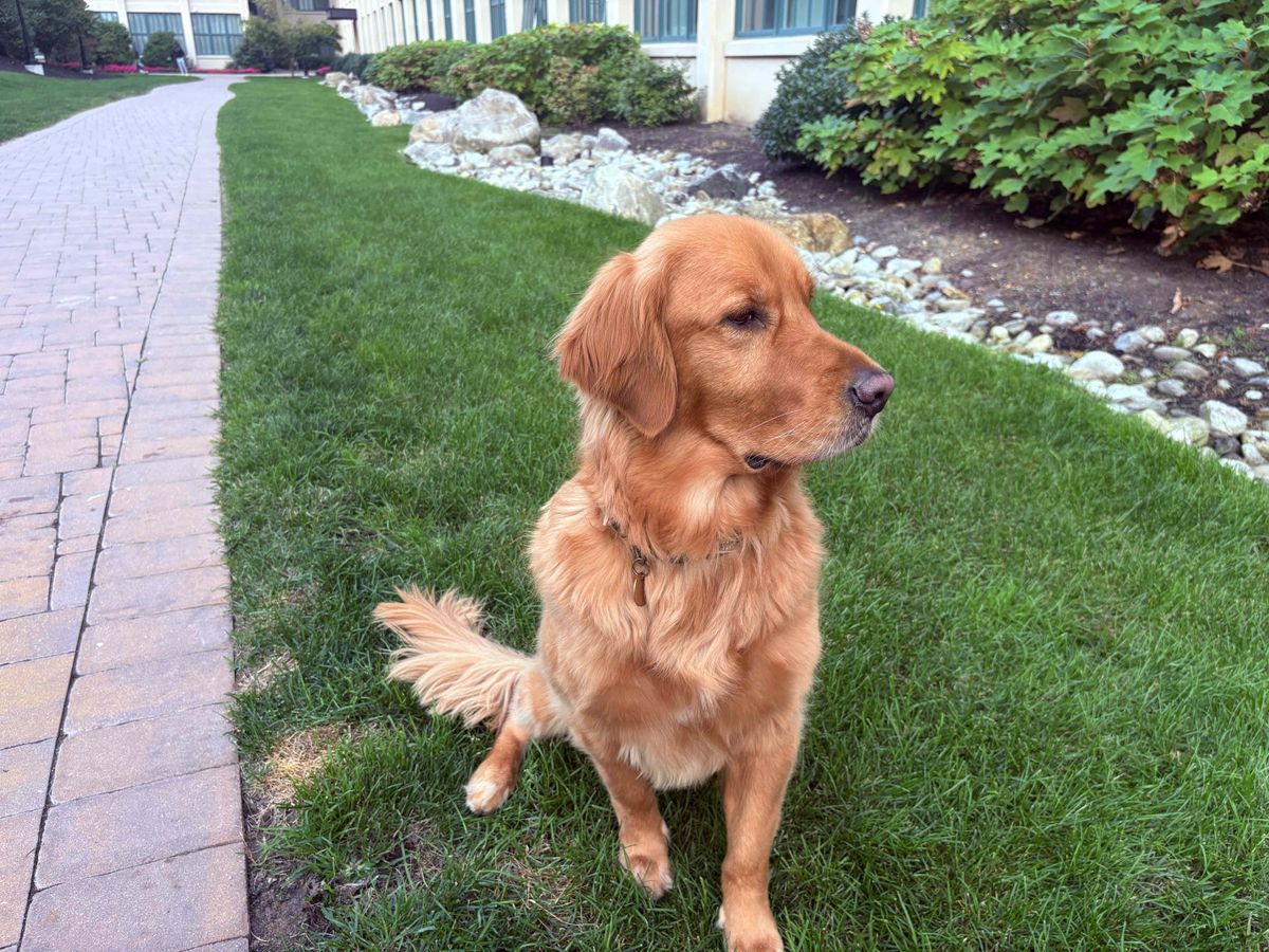 Apple iPhone 16 Plus Review, Camera Samples