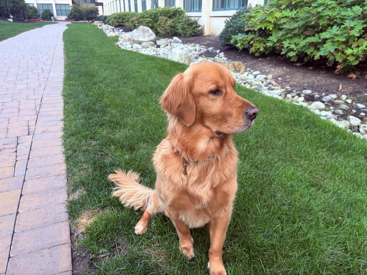 Apple iPhone 16 Plus Review, Camera Samples