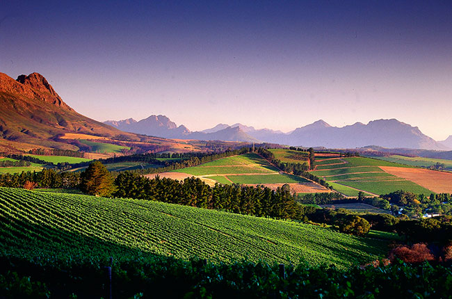 South Africa's Pinotage