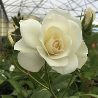Rosa 'Iceberg' | Available at Nature Hills