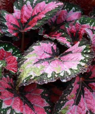 Close-up of colorful rex begonia "Maui Mist" leaves